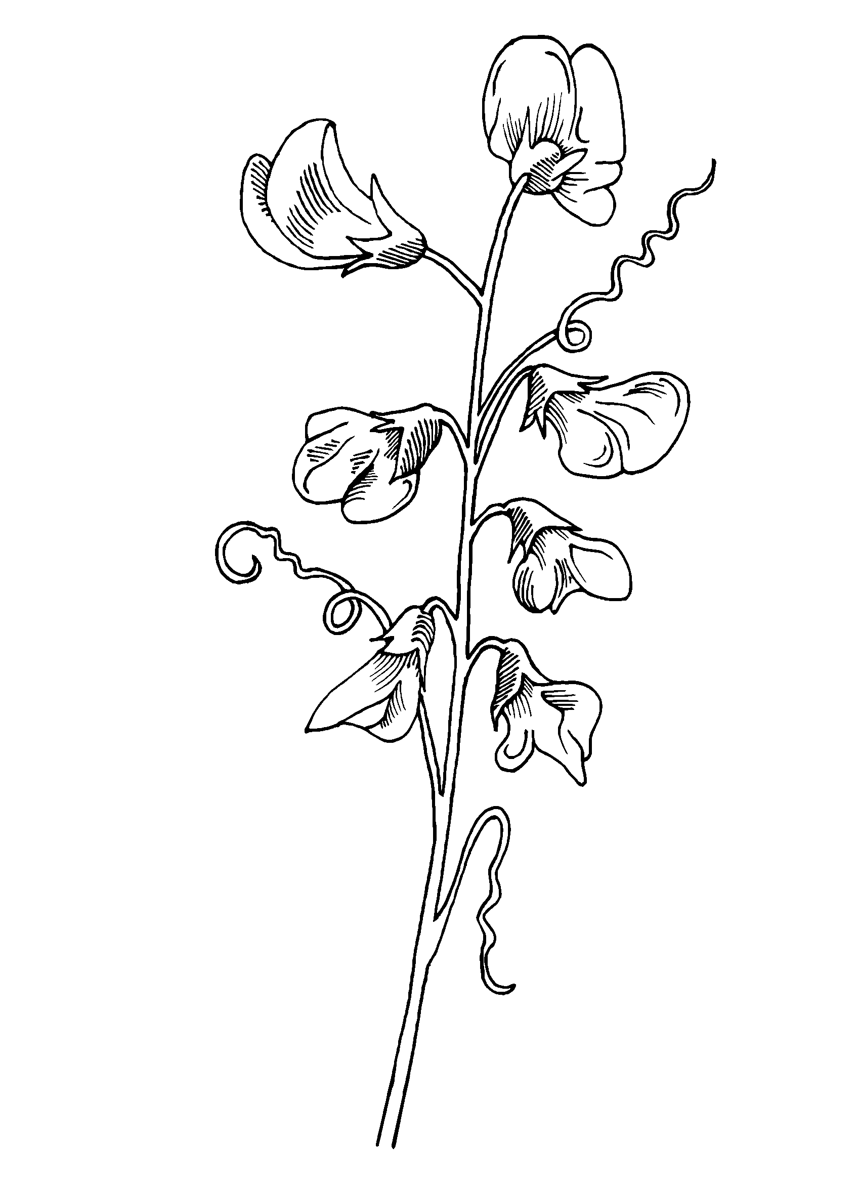 PDS transparent Noir
